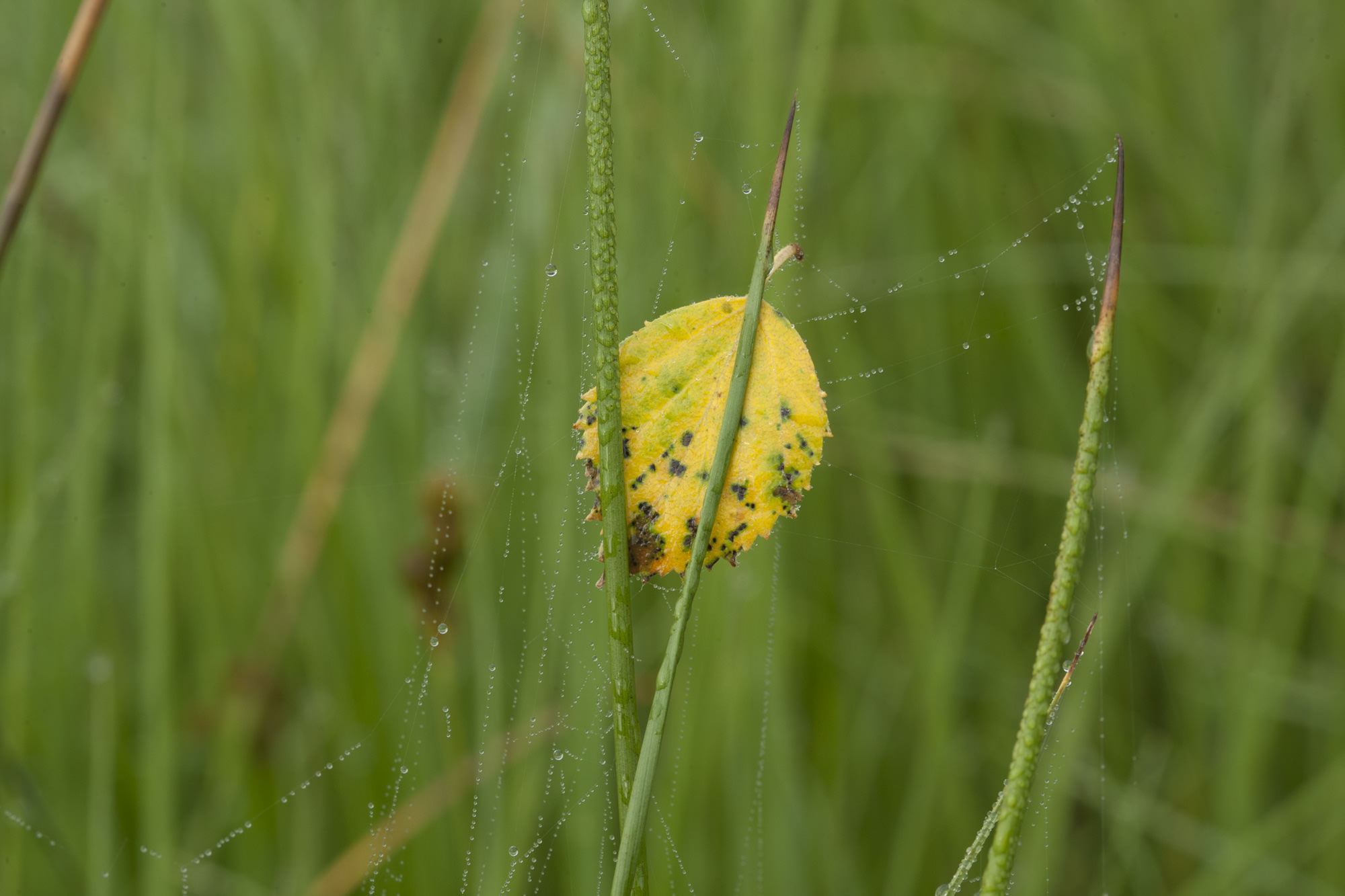 Wiese